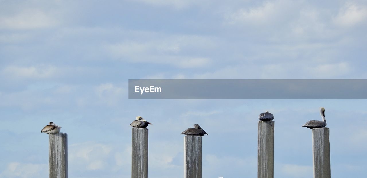 Low angle view of pelicans perching on wooden post against sky