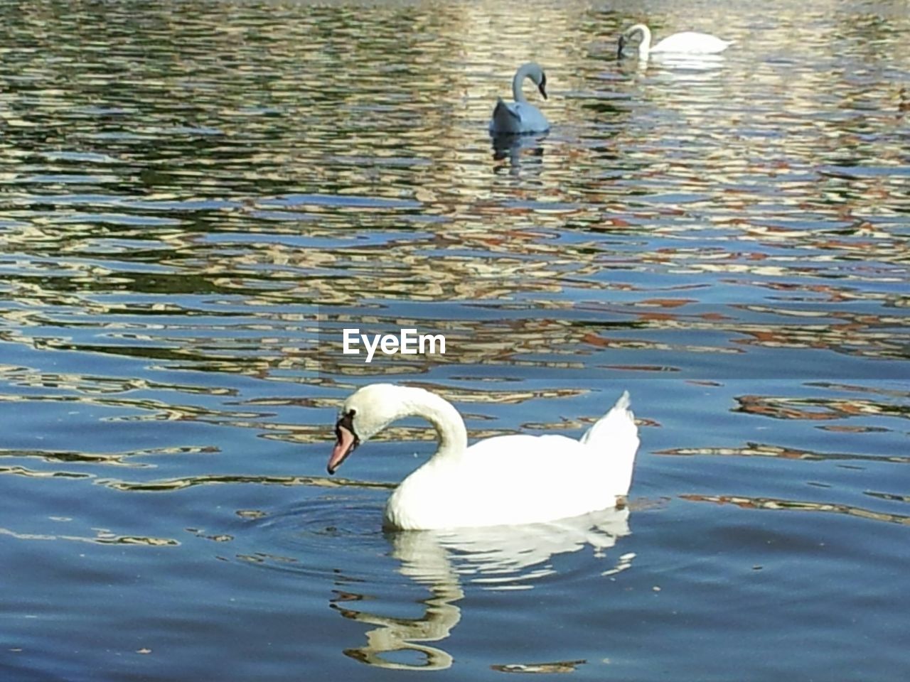 VIEW OF BIRDS IN LAKE