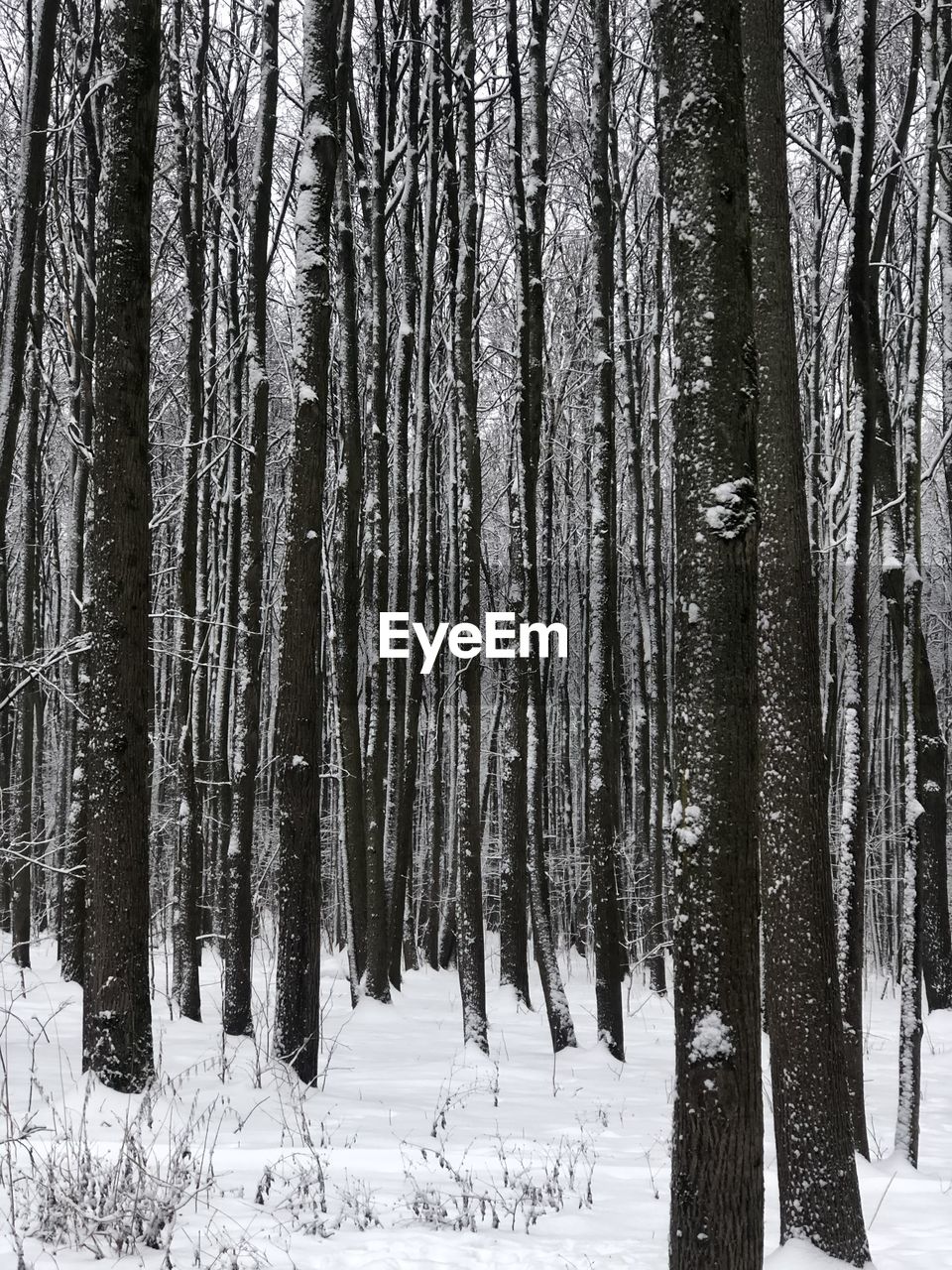 Trees in forest during winter