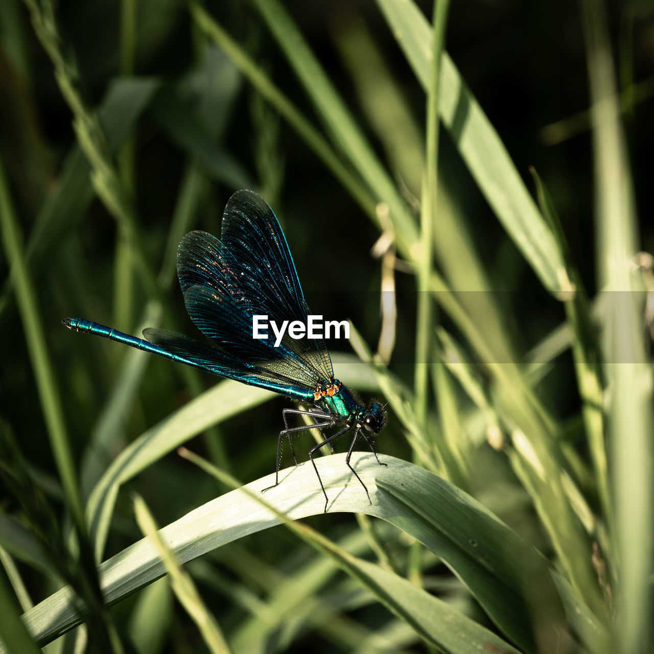animal themes, green, animal wildlife, animal, insect, wildlife, animal wing, nature, grass, plant, one animal, dragonflies and damseflies, macro photography, close-up, dragonfly, beauty in nature, plant part, leaf, flower, no people, blue, outdoors, focus on foreground, plant stem, animal body part, day, macro, environment