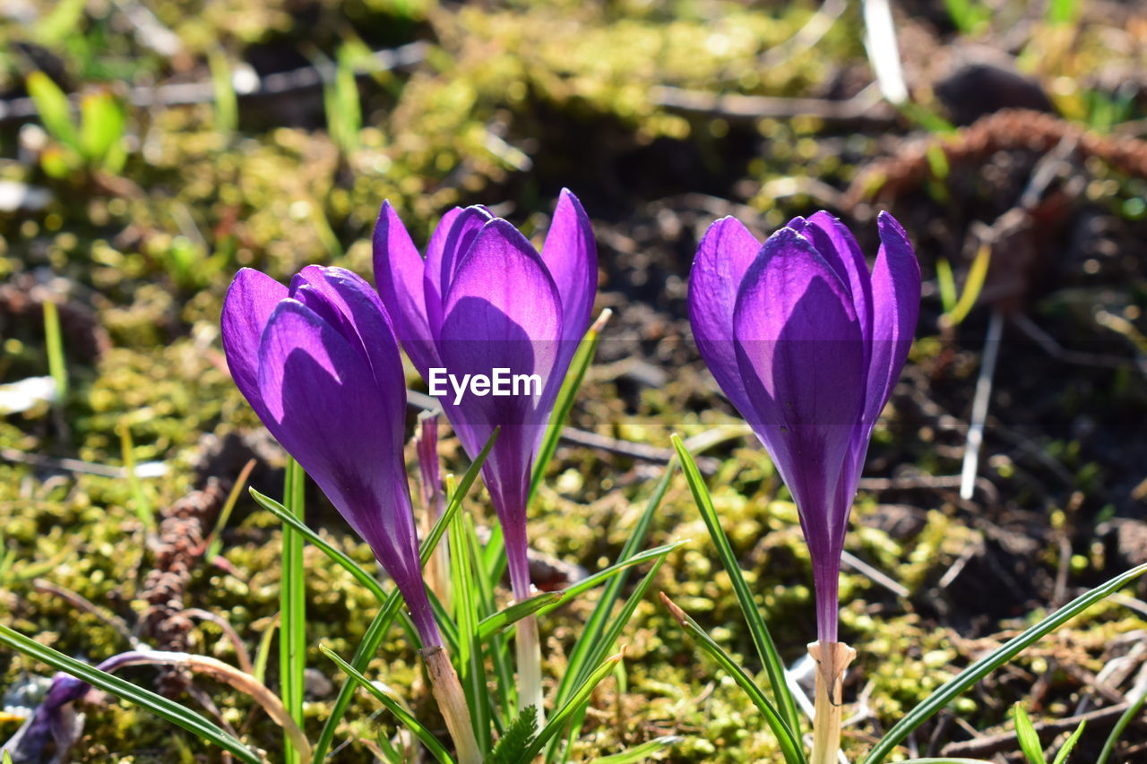 Close-up of purple crocus flowers on field