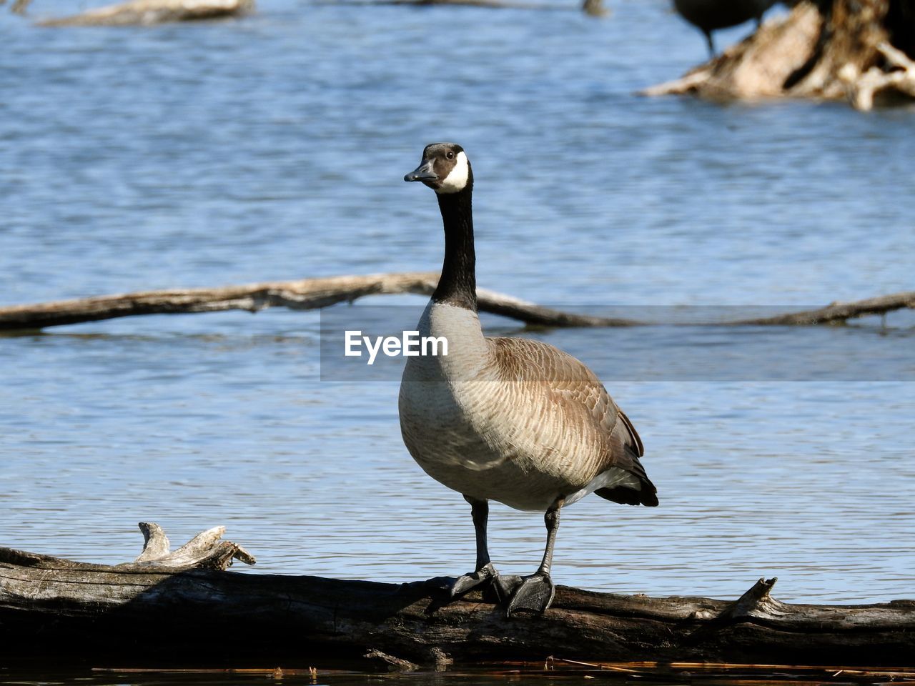 BIRD PERCHING ON LAKE