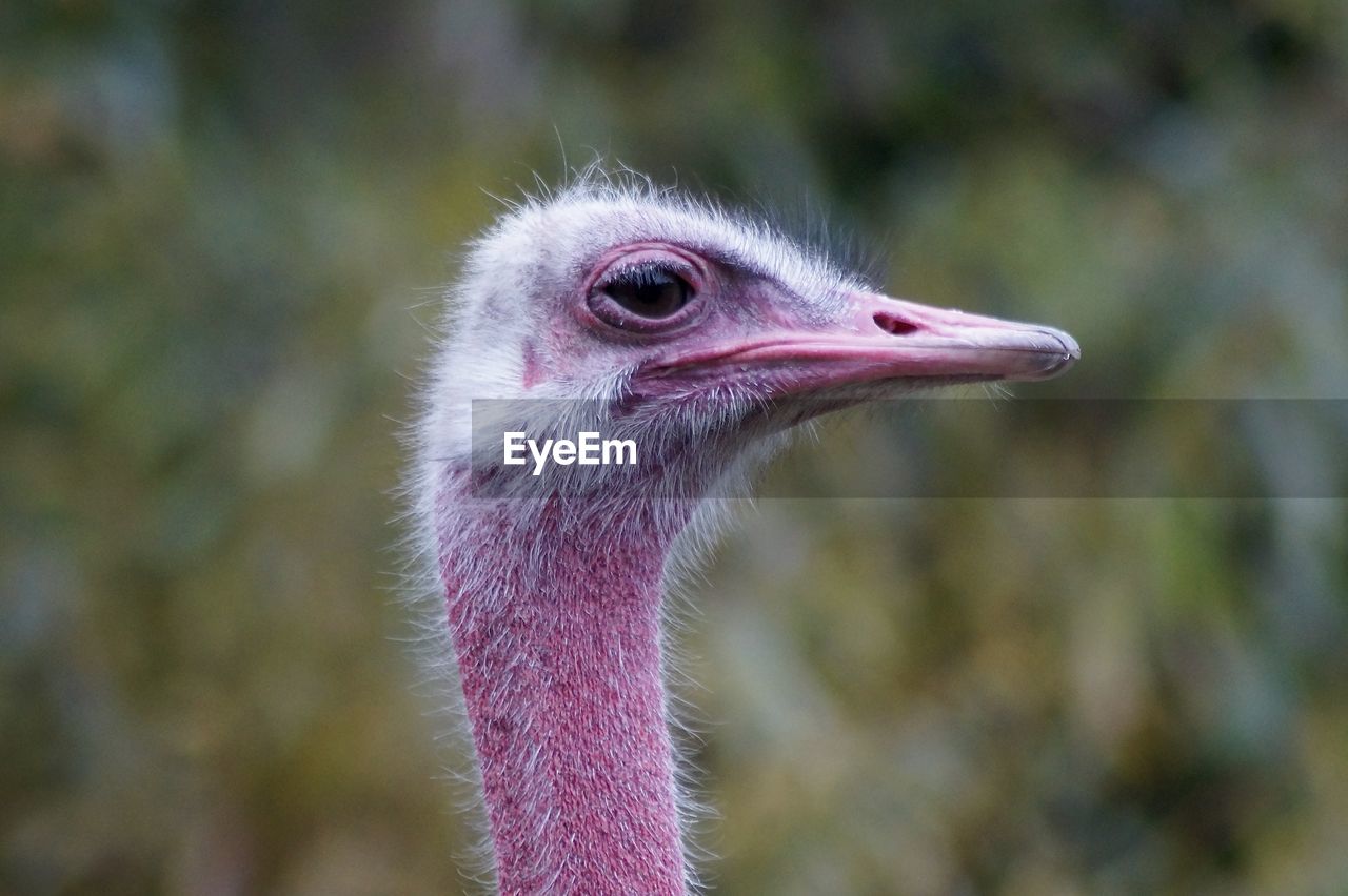 Close-up of ostrich