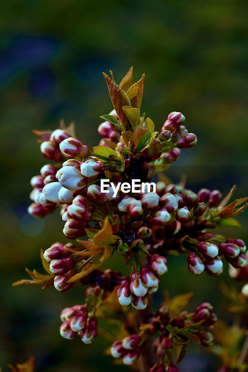 Close-up of purple flowering plant