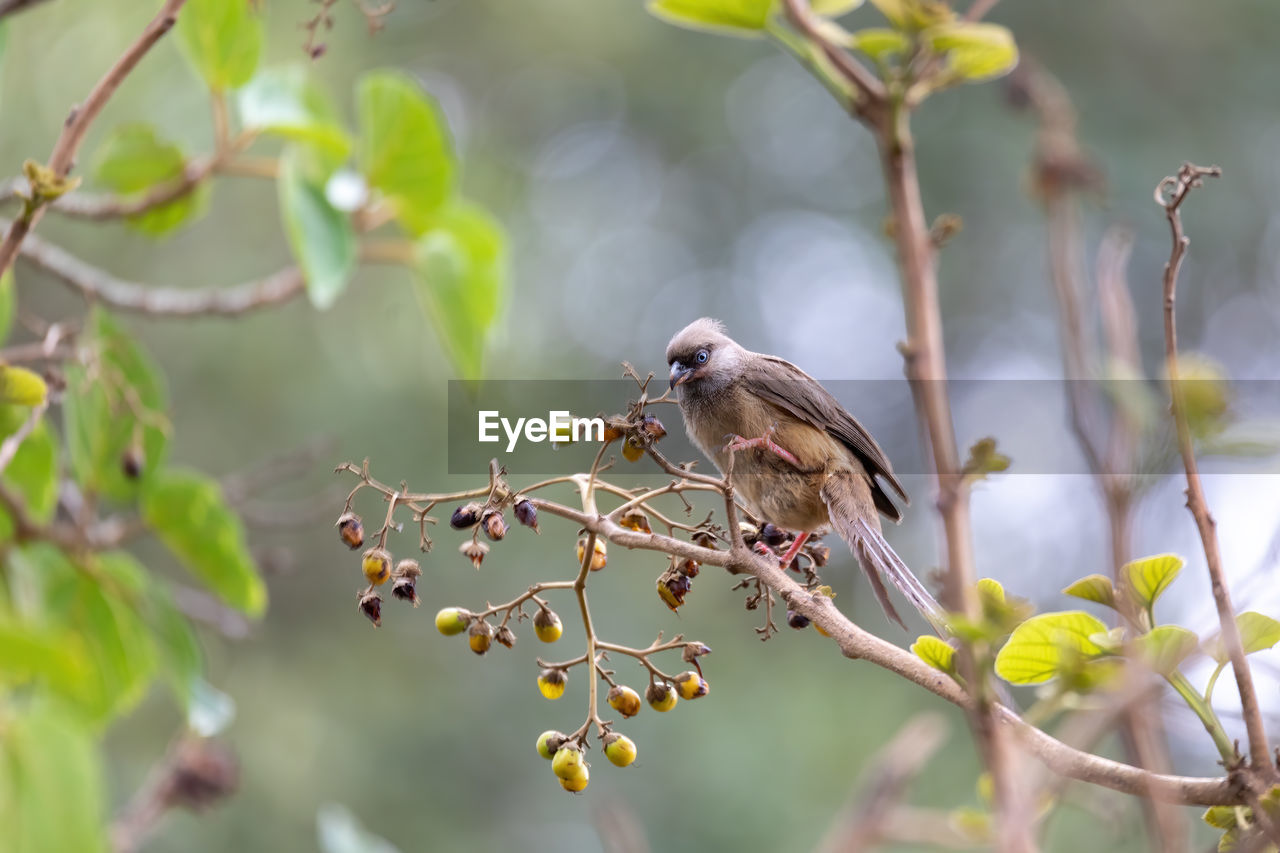 BIRD PERCHING ON BRANCH