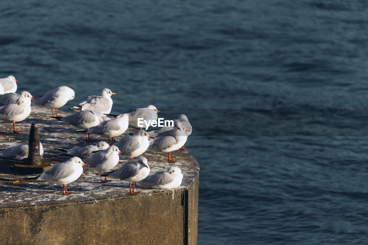 SEAGULL PERCHING ON WOODEN POST