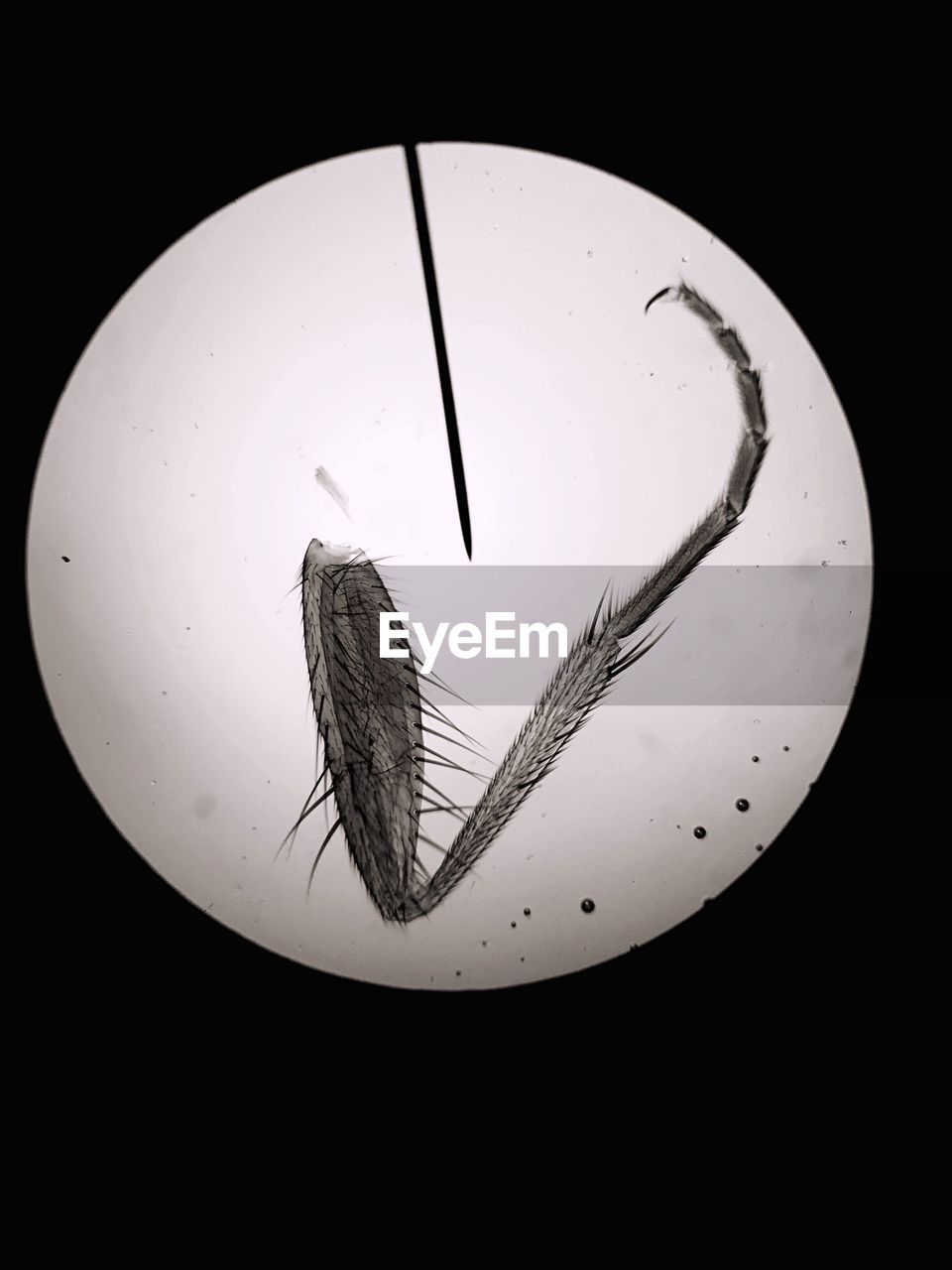 Insect leg and needle seen through microscope