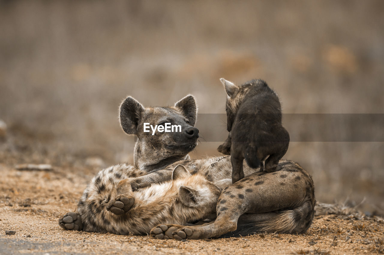 Close-up of hyenas on land