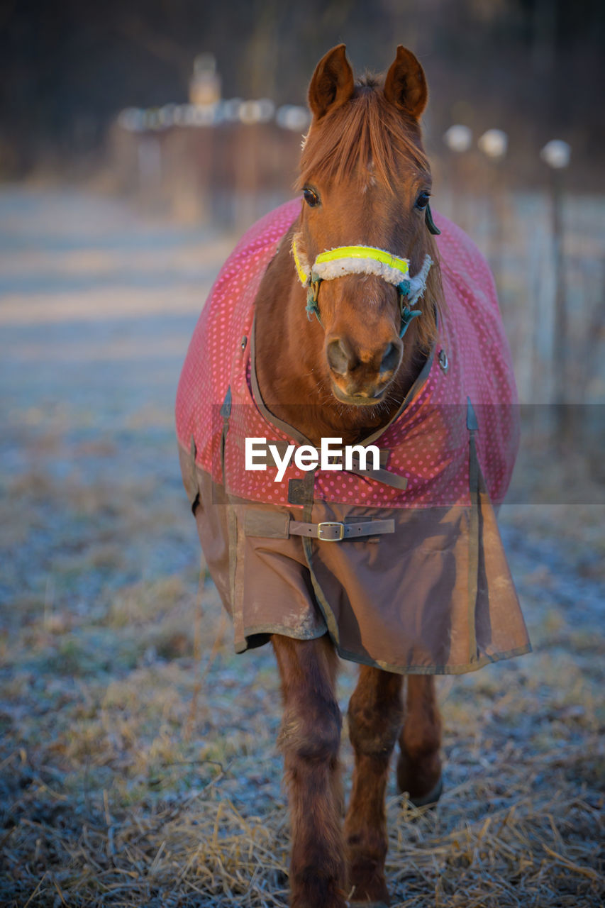 PORTRAIT OF A HORSE ON THE FIELD