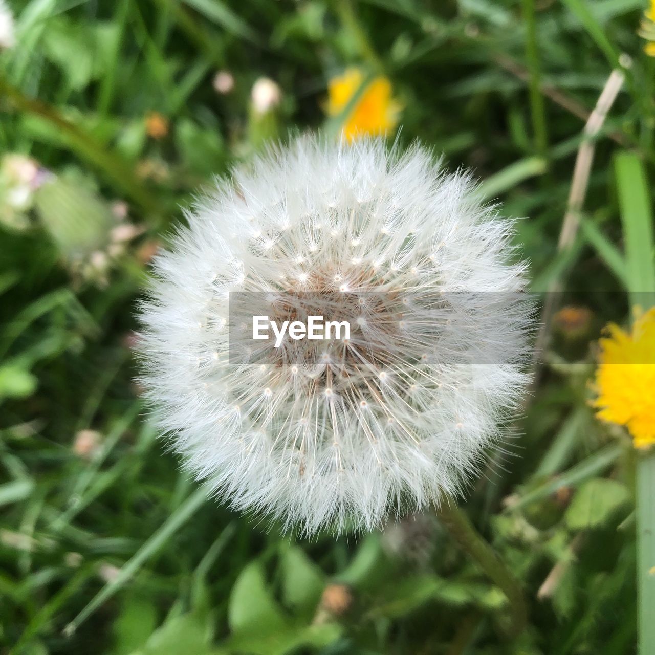 CLOSE-UP OF DANDELION ON FLOWER