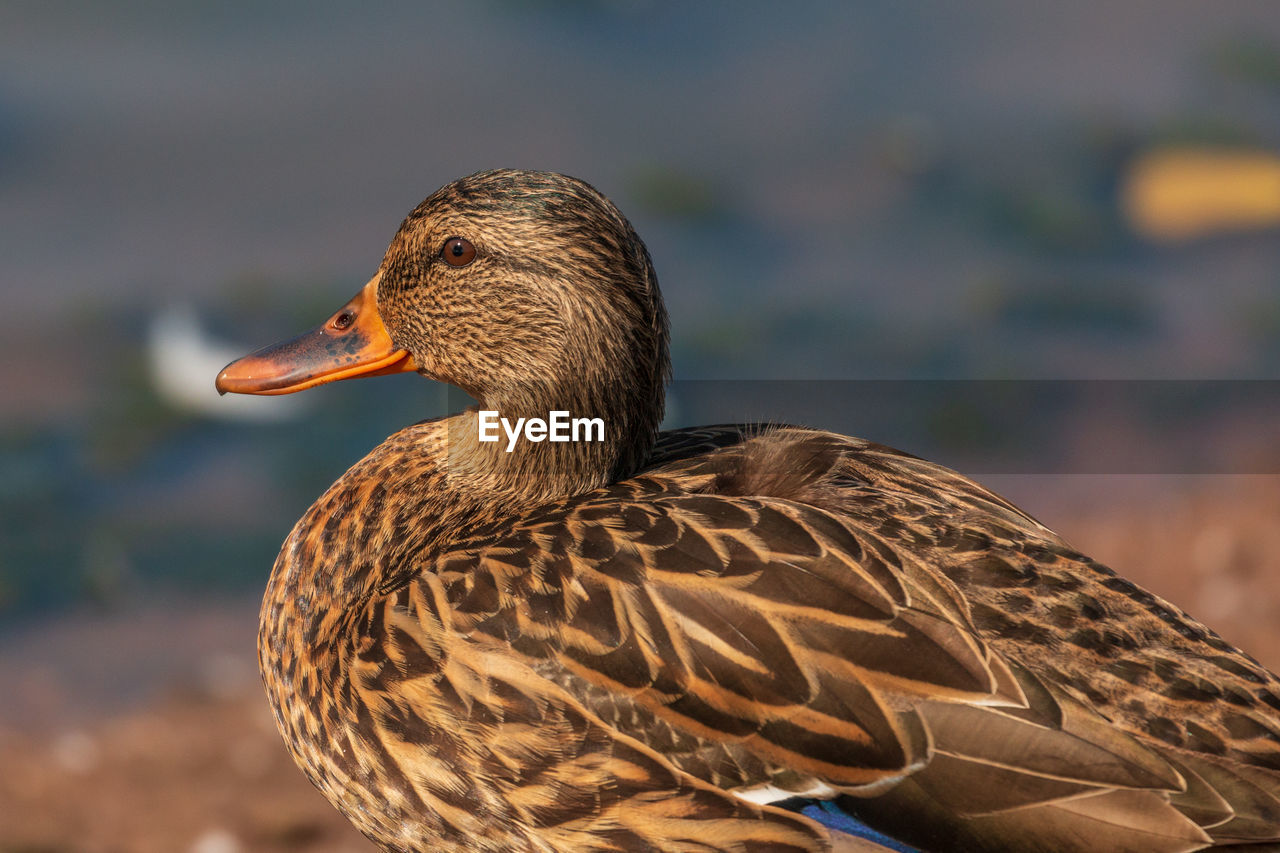 Close-up of a duck against blurred background