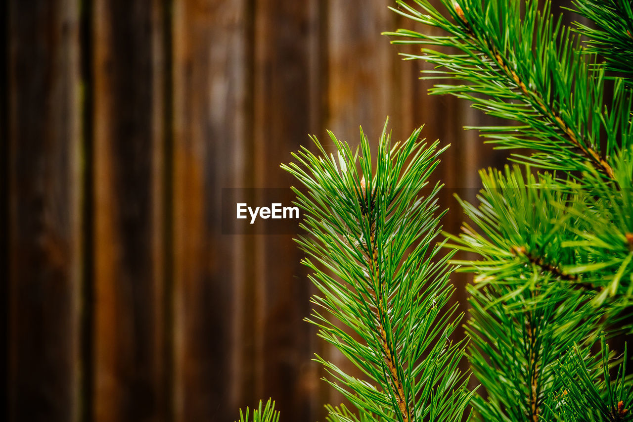 Christmas tree branches close up on brown wooden background.