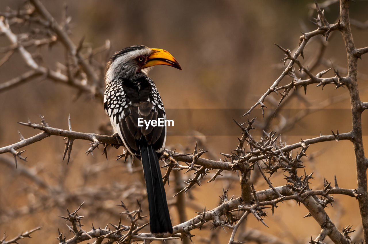 BIRD PERCHING ON A BRANCH