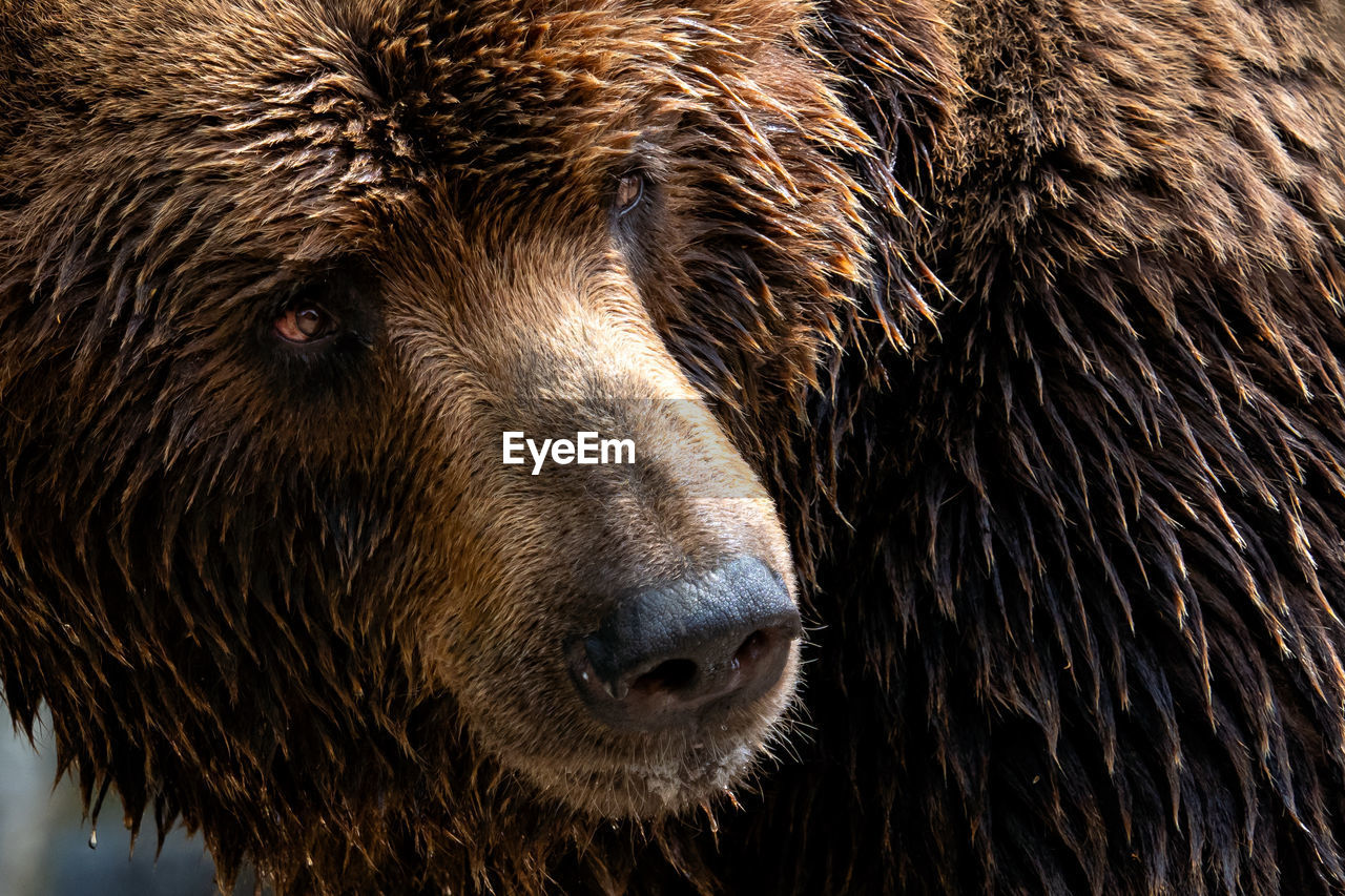 Front view of brown bear. portrait of kamchatka bear, ursus arctos beringianus