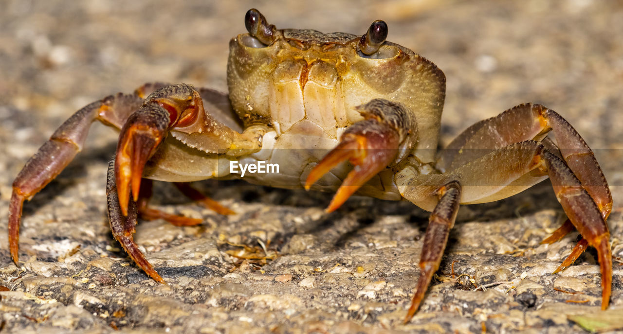 CLOSE-UP OF GRASSHOPPER