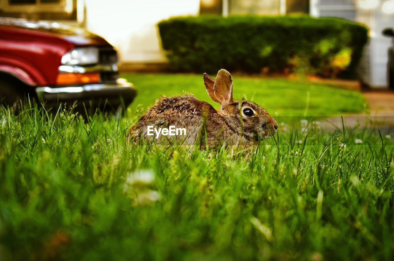 Rabbit on grassy yard