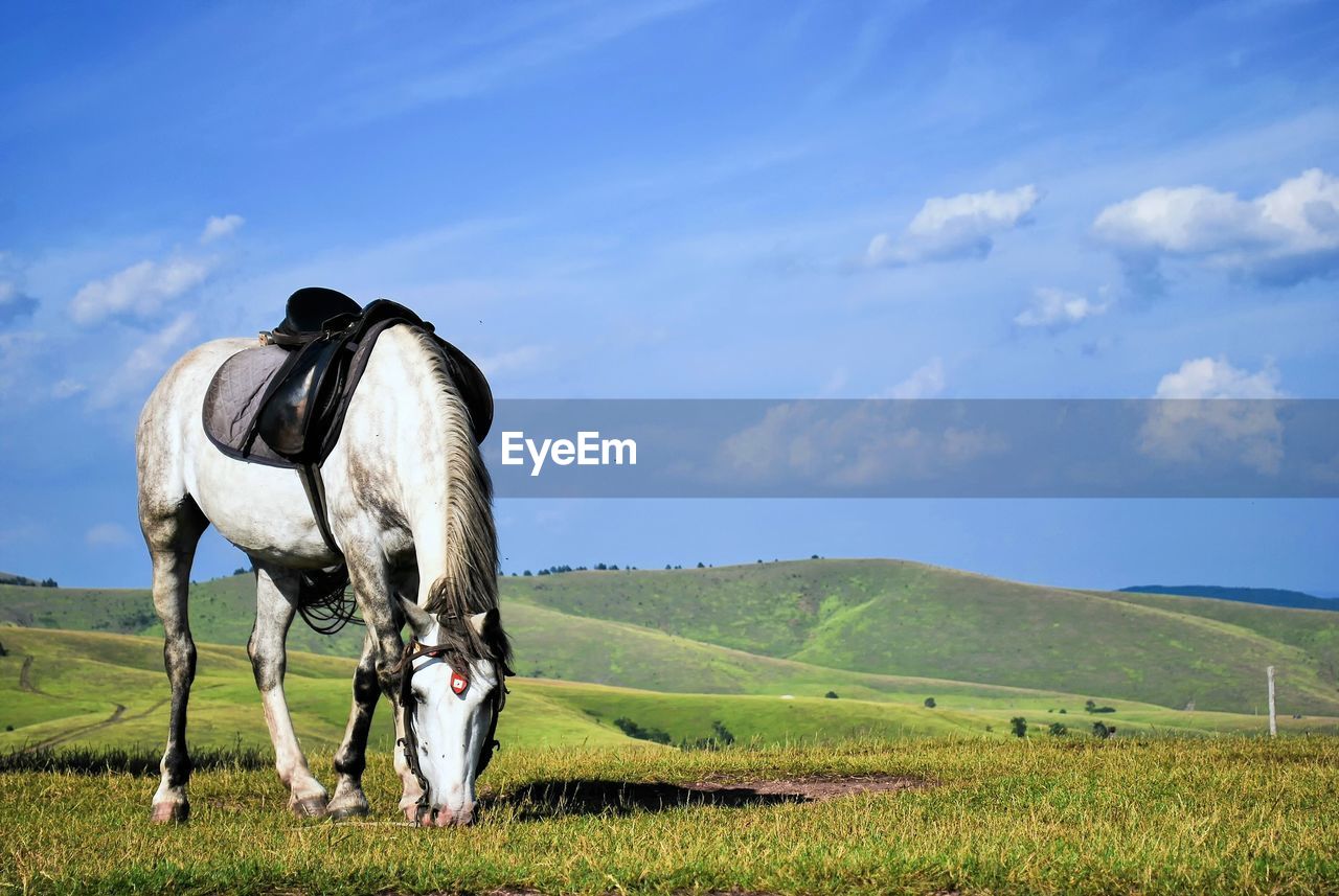 Horse grazing on field against sky