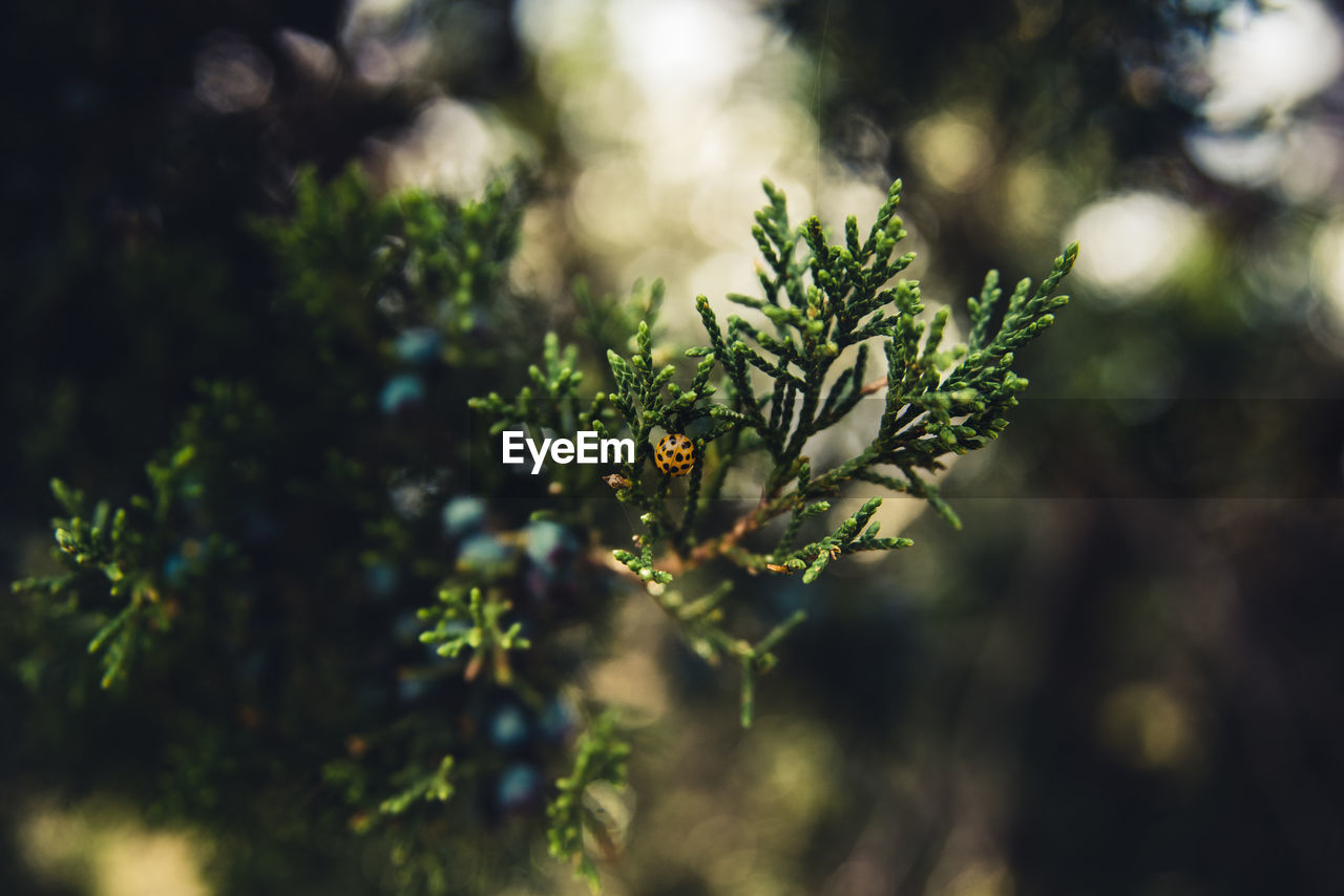 Close-up of ladybug on a tree plant