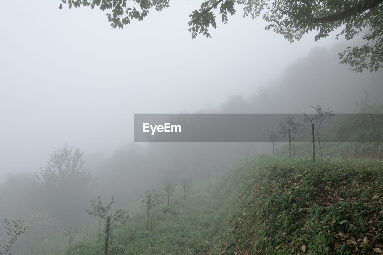 SCENIC VIEW OF TREES ON LAND AGAINST SKY