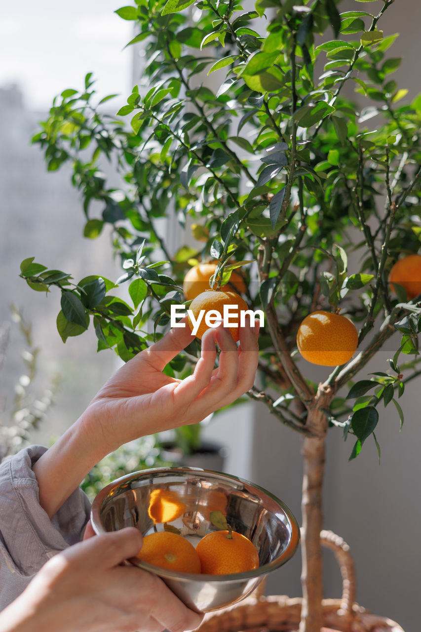 cropped hand of woman holding fruit on tree