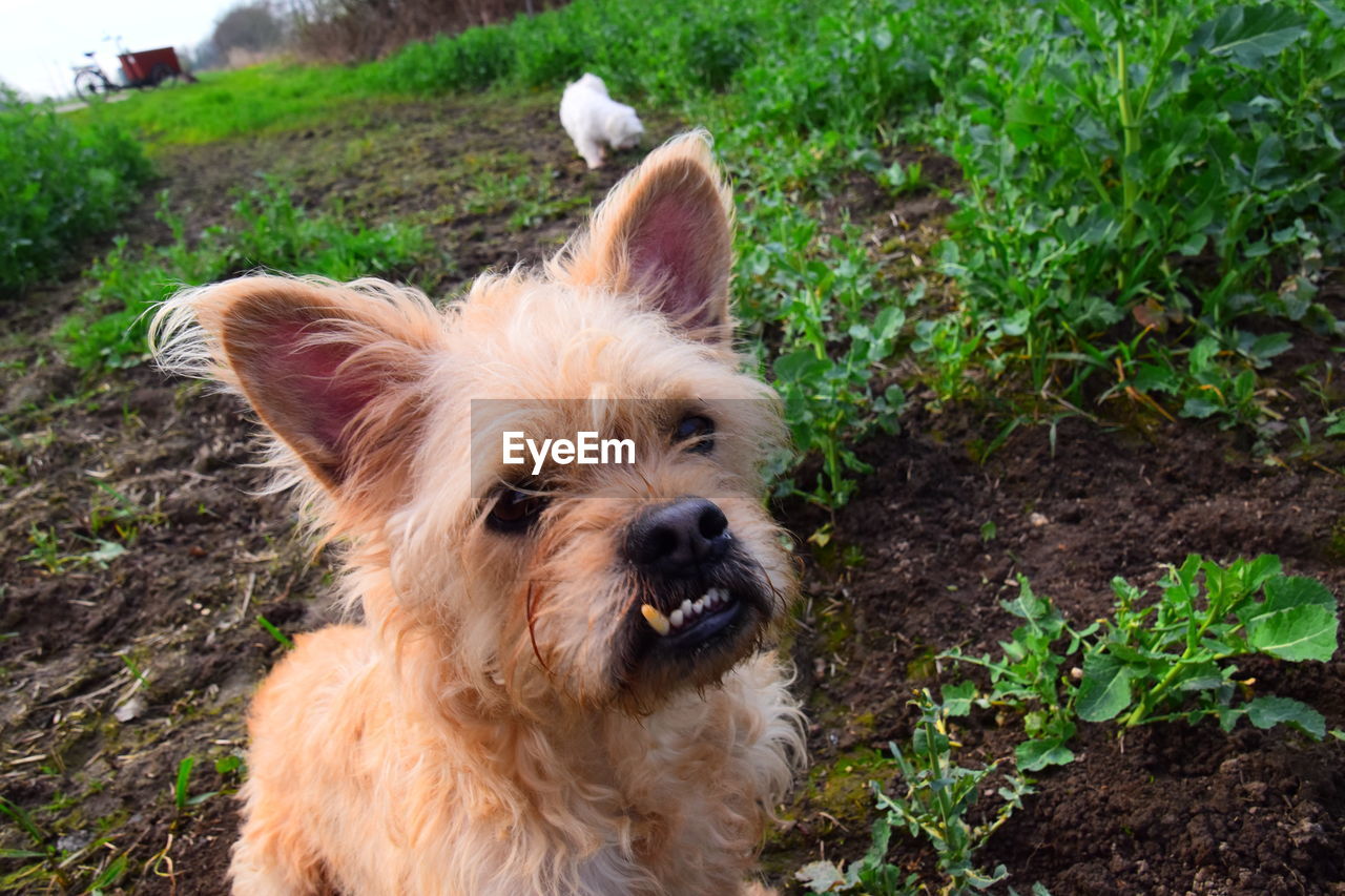 pet, mammal, animal themes, dog, one animal, domestic animals, animal, canine, norwich terrier, australian terrier, plant, portrait, nature, terrier, grass, lap dog, no people, norfolk terrier, land, animal body part, looking at camera, cute, day, outdoors, animal hair, field
