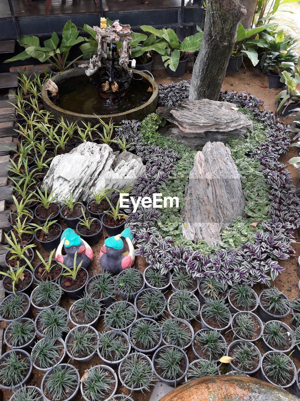 HIGH ANGLE VIEW OF FLOWERS ON STONE