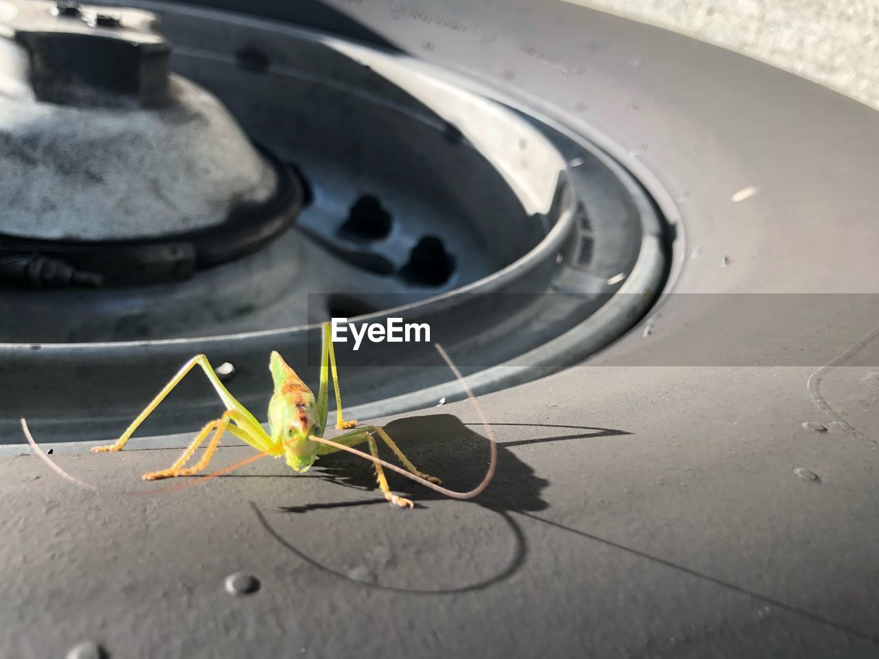 High angle view of insect on tire