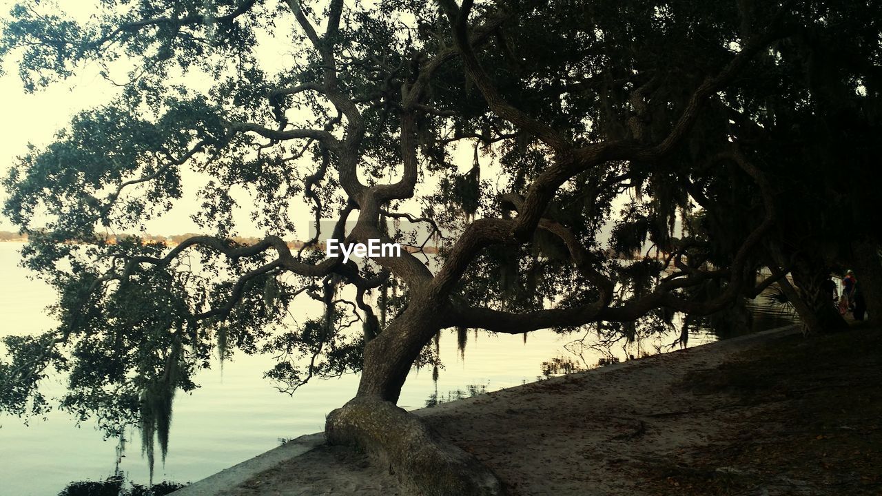 Tree by lake