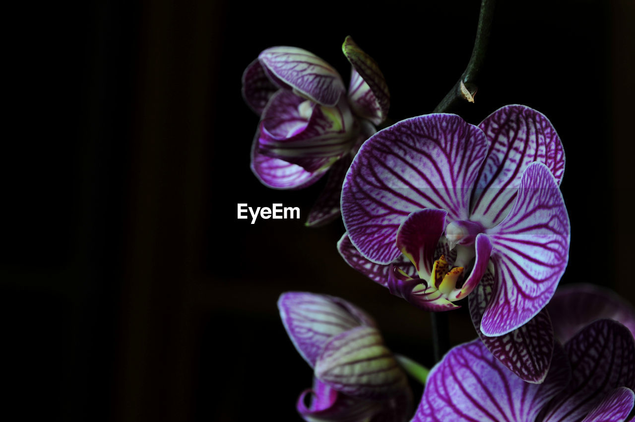 Close-up of purple flowers blooming outdoors