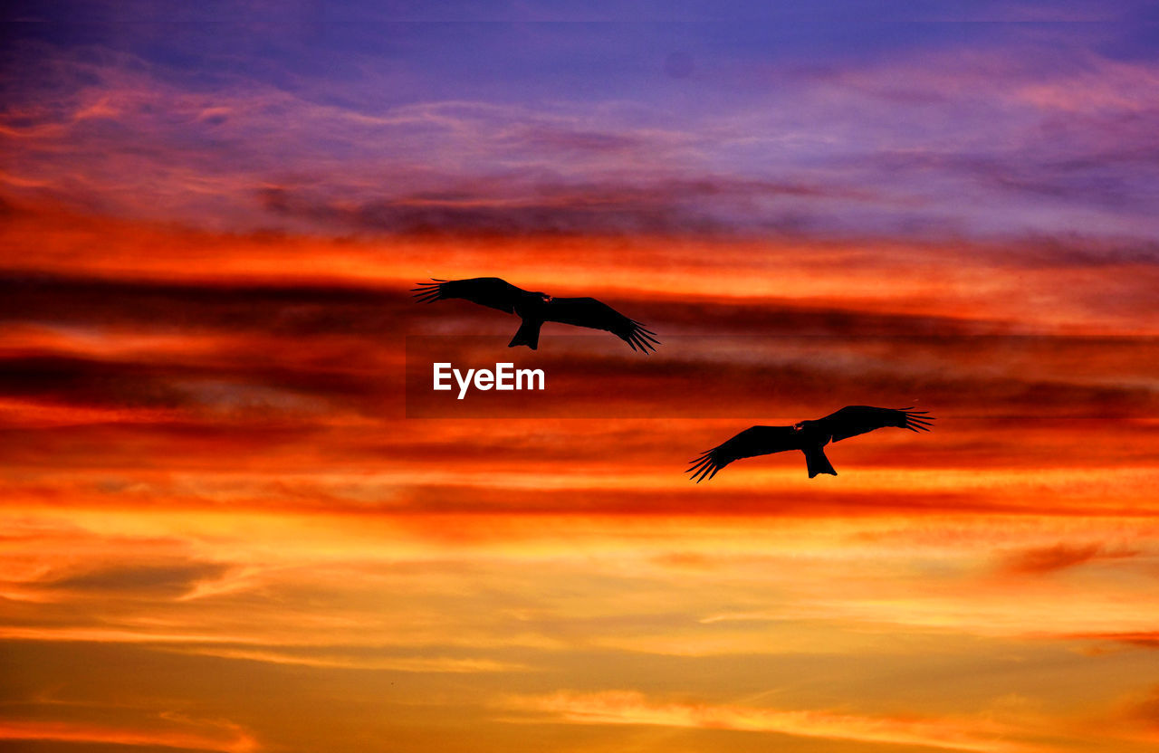 SILHOUETTE BIRD FLYING OVER ORANGE SUNSET