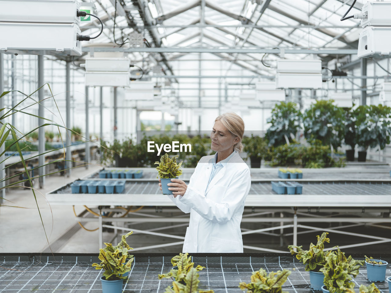 Biologist analyzing plants in greenhouse