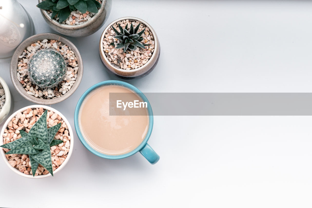 High angle view of coffee cup with plants on white background