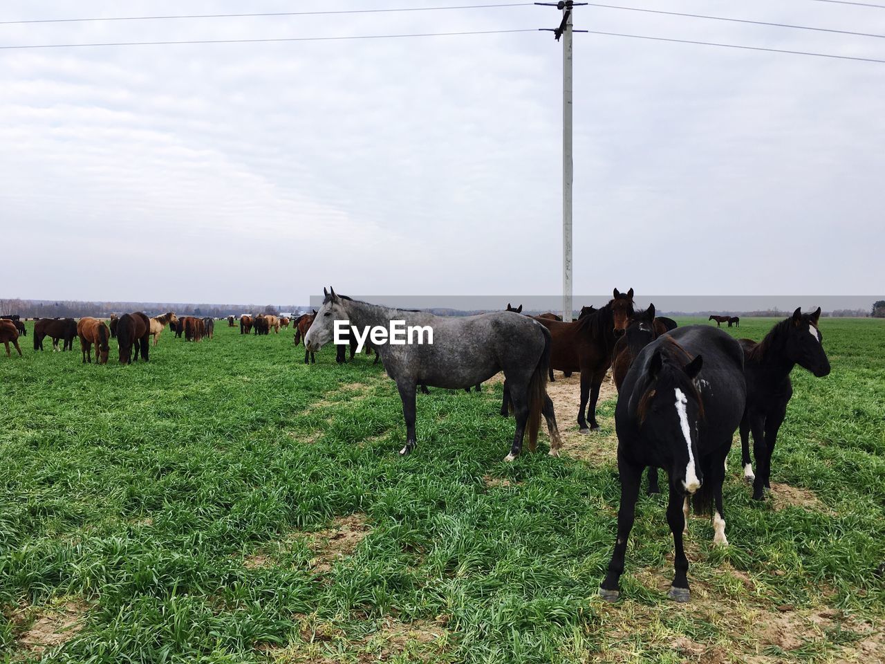 COWS ON FIELD AGAINST SKY