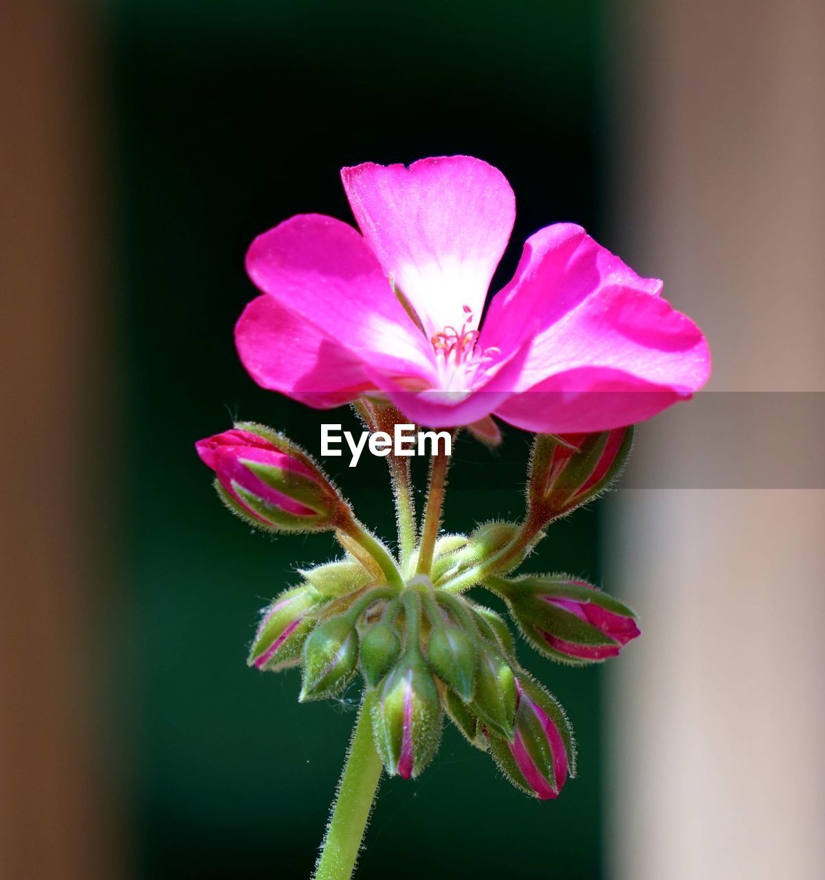 CLOSE-UP OF FLOWER BLOOMING