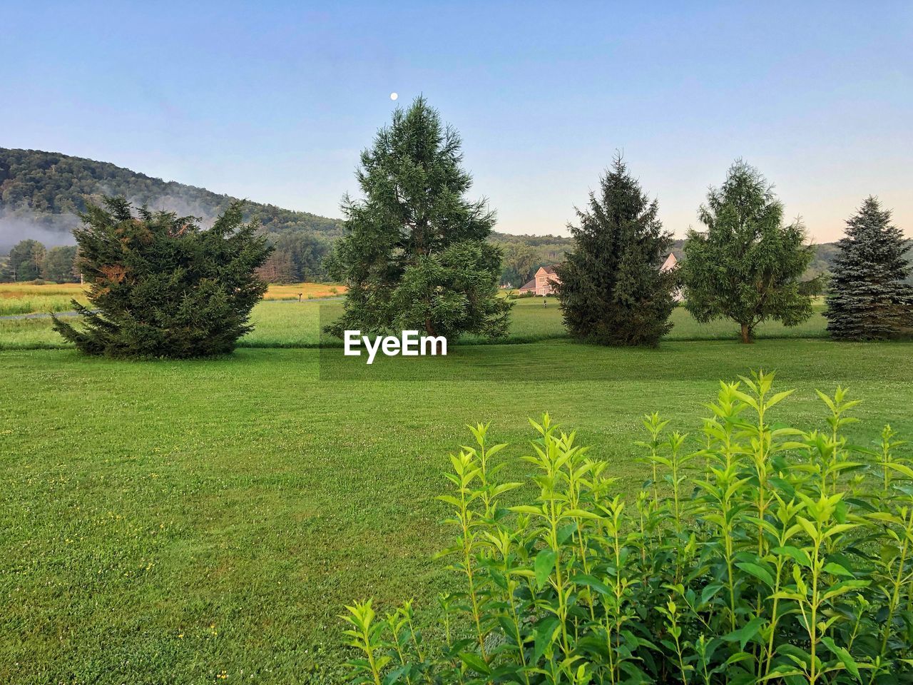 SCENIC VIEW OF TREES ON FIELD AGAINST SKY