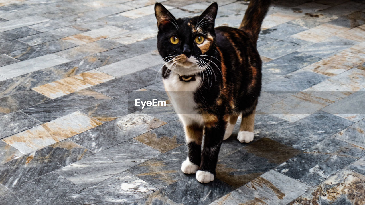 PORTRAIT OF CAT STANDING ON FLOOR