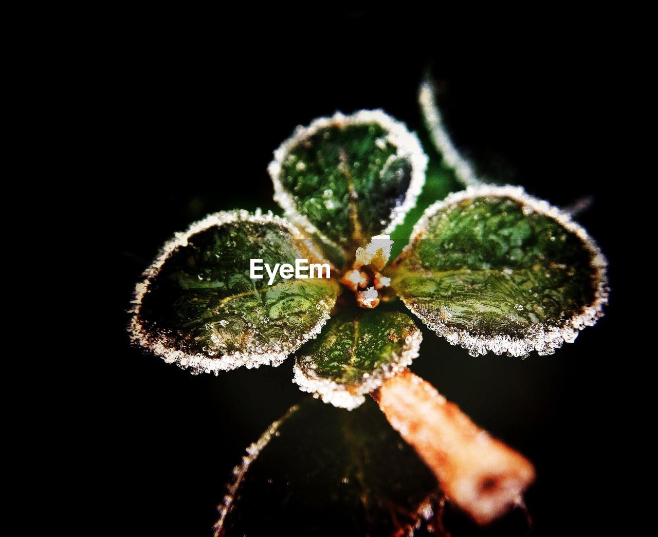 CLOSE-UP OF PLANT OVER BLACK BACKGROUND