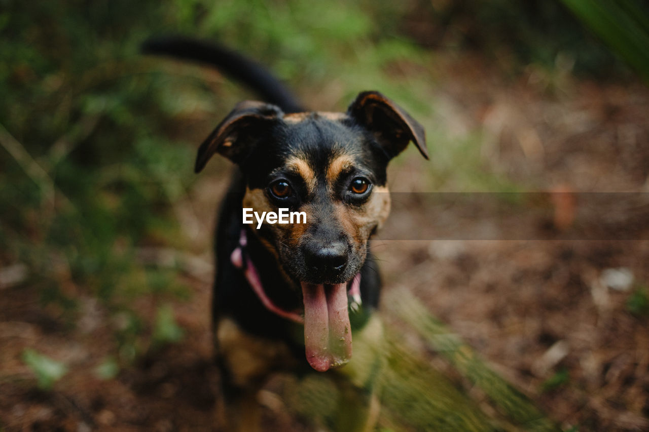 PORTRAIT OF DOG LYING ON FIELD