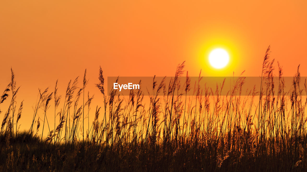 Scenic view of field against orange sky