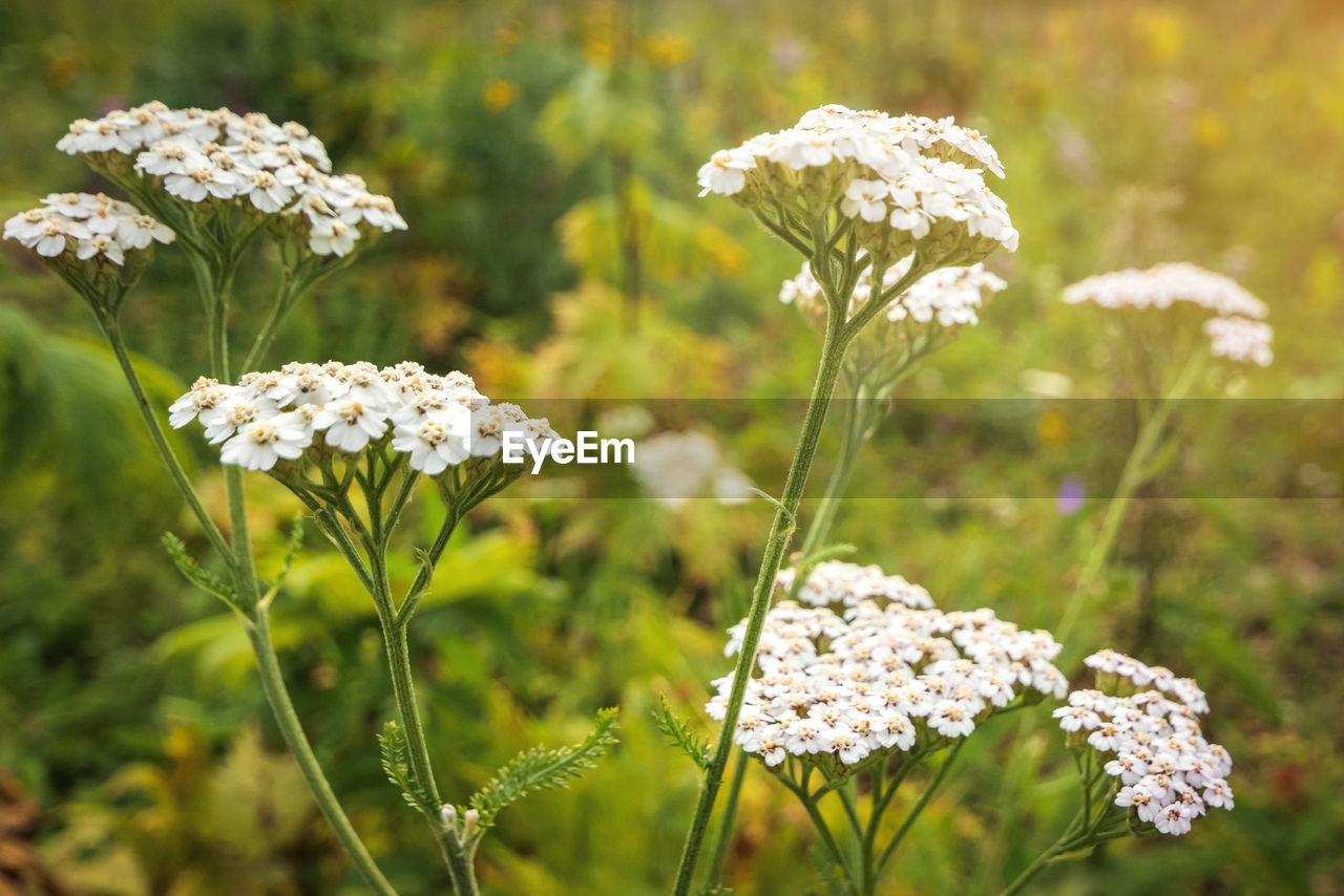 plant, flower, flowering plant, yarrow, beauty in nature, freshness, nature, white, meadow, cow parsley, fragility, close-up, focus on foreground, prairie, no people, field, growth, grass, summer, herb, wildflower, flower head, food, outdoors, land, green, environment, non-urban scene, botany, springtime, angelica, day, landscape, animal wildlife, plain, inflorescence, vegetable, sunlight, blossom, food and drink, macro photography, selective focus