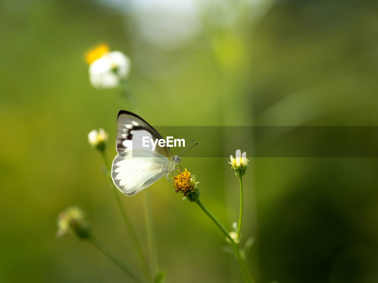 BUTTERFLY POLLINATING ON FLOWER