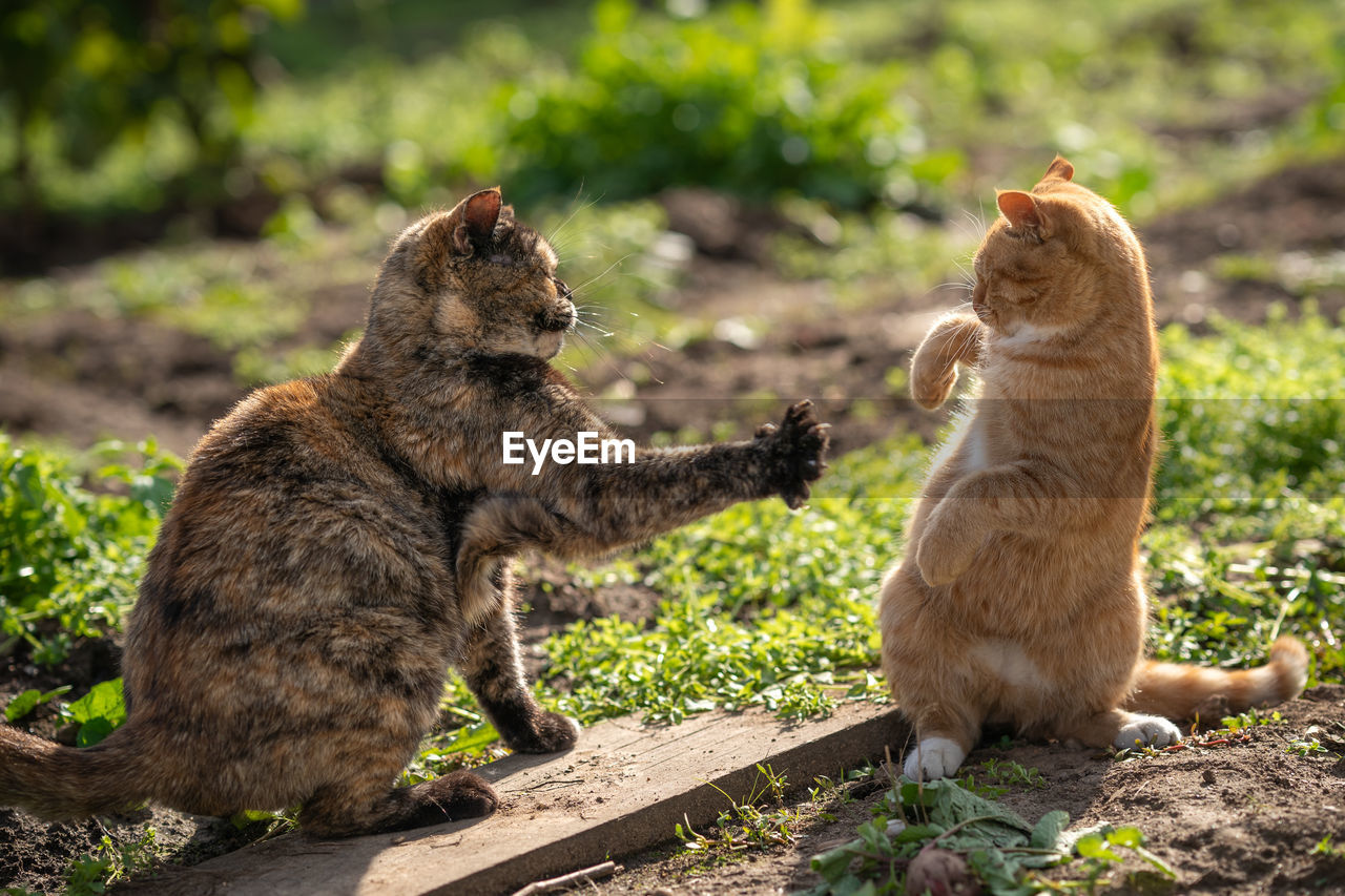 A turtle-colored cat fights with a ginger cat. social distance. 