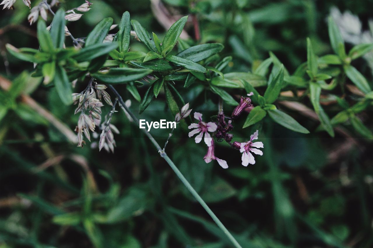 CLOSE-UP OF FLOWERING PLANT AGAINST PURPLE WALL