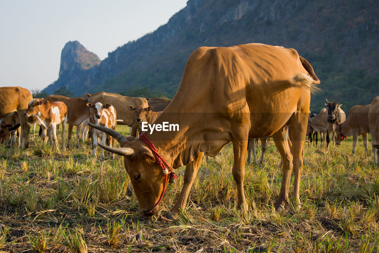 Cow grazing on land