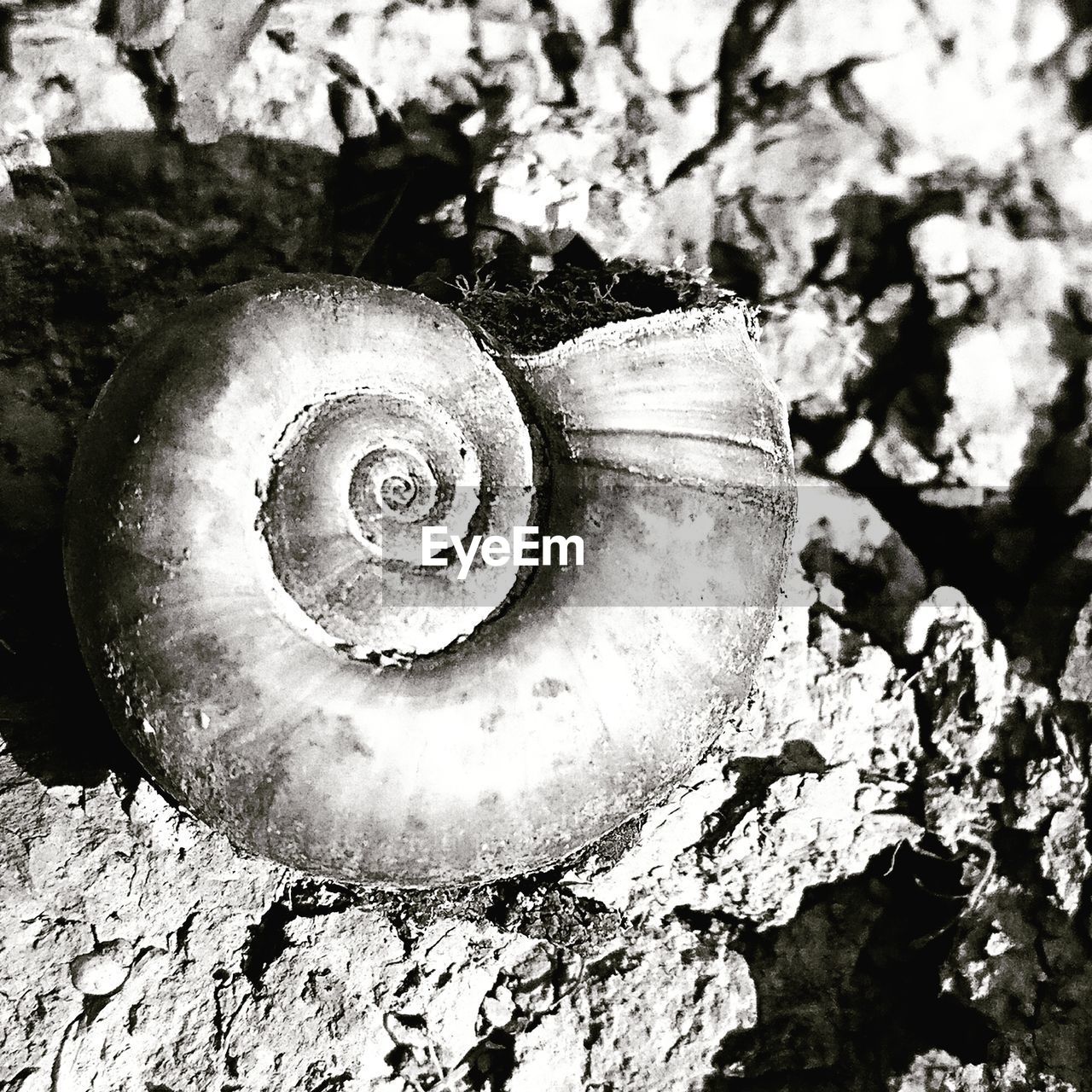 HIGH ANGLE VIEW OF SNAILS ON ROCK