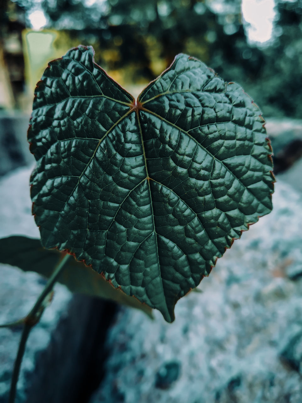 Close-up of leaf on plant