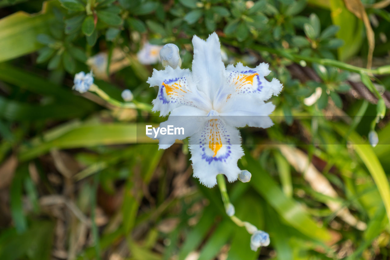 CLOSE-UP OF FLOWERING PLANT