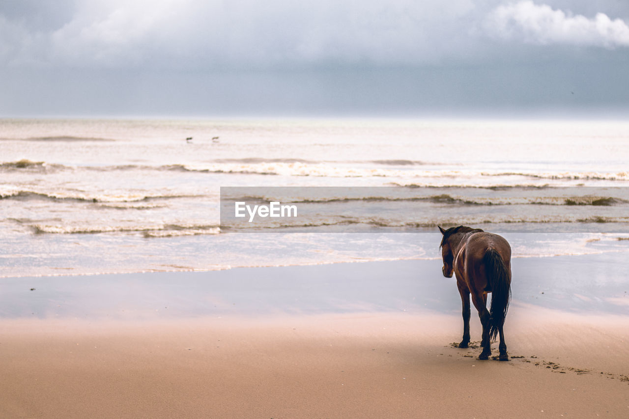 HORSE IN THE BEACH