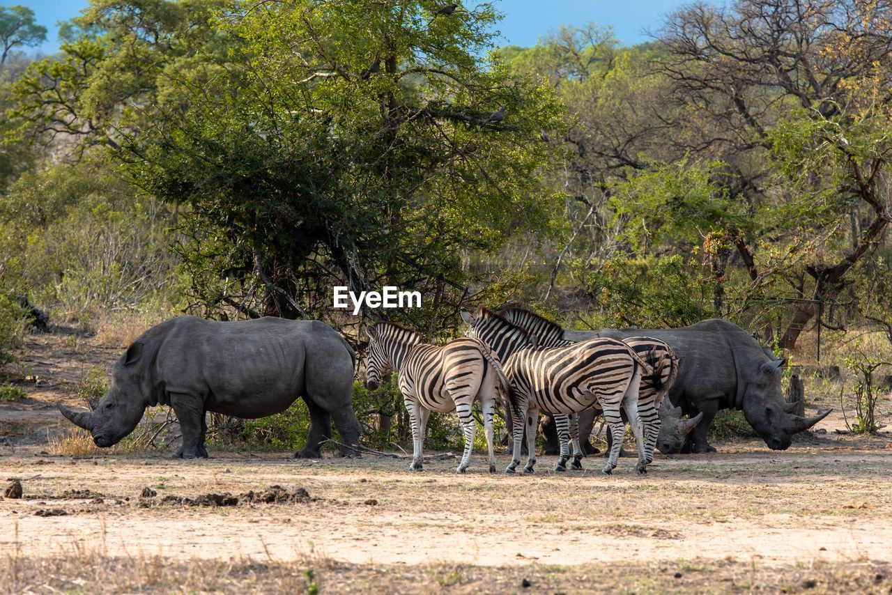 ELEPHANT IN THE FIELD