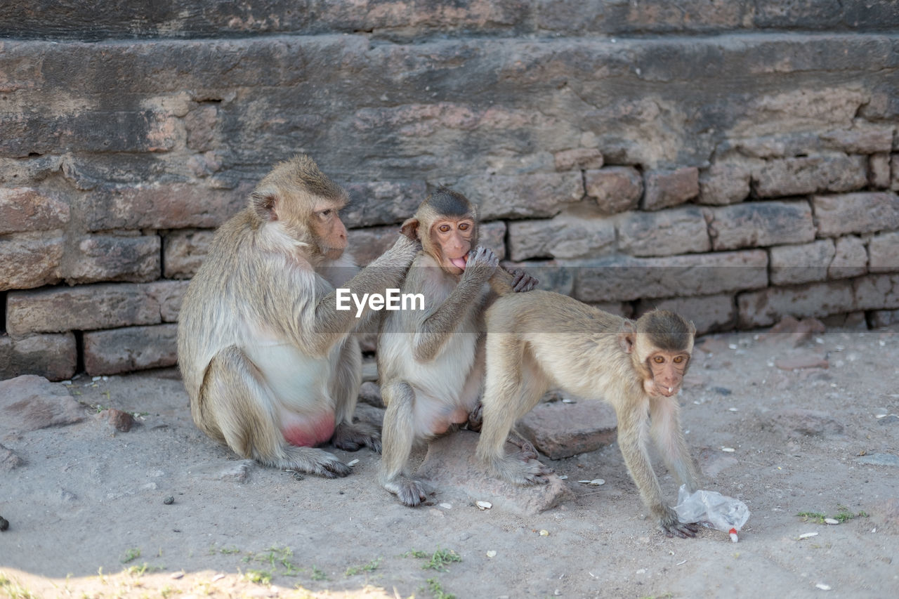 animal themes, animal, mammal, group of animals, animal wildlife, monkey, primate, old world monkey, wildlife, wall, macaque, sitting, young animal, no people, day, zoo, wall - building feature, animal family, togetherness, nature, outdoors, relaxation, three animals